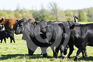 Black Angus Cows photo