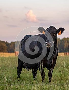 Black Angus crossbred cow portrait at dusk