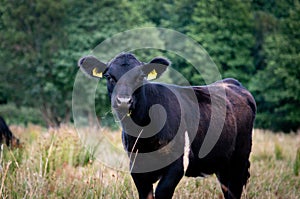Black angus heifer calf in evening light