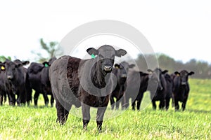 Black Angus herd with heifer in front in focus