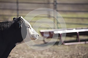 Black Angus Steer