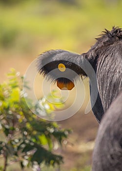 Black Angus Steer