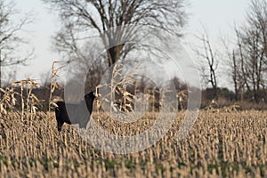 Black Angus Steer in a cornfield