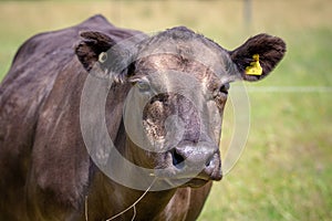 Close-up of a young black cow being fattened up in a field in New Zealand