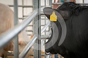 Black angus steer at show