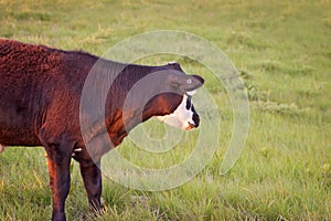 Black Angus Steer