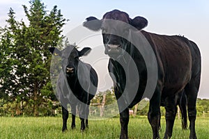 Black Angus photo