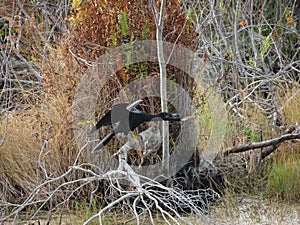 black anhinga (snake bird) in a marsh