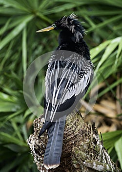 Black Anhinga standing on a tree trunk