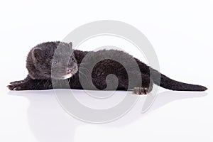 Black animal mink