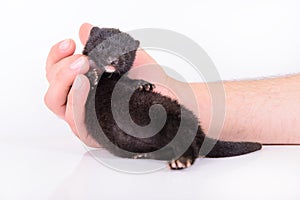 Black animal mink