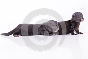 Black animal mink