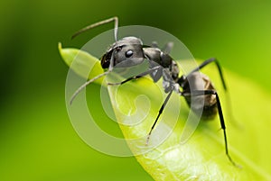 A black ant