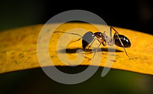 Black ant