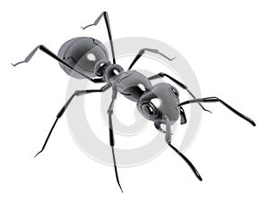 Black ant