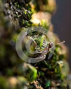 Black ant camouflaged on mossy vegetation outside an old building