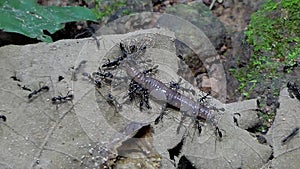 Black ant carrying earthworm in tropical rain forest.