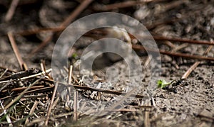 black ant carrying a leaf