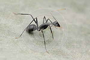 Black ant closeup, Componotus compressus, Satara, Maharashtra