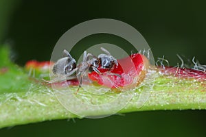 black ant, common black ant, garden ant (Lasius niger), feeding on the extraflora nectaries on a cherry leaf
