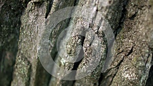 Black ant crawling along dark bark of tree in forest. ant creeping on tree bark