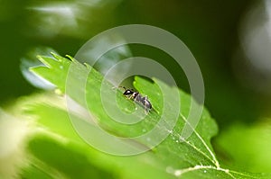 Black Ant On Green Leaf