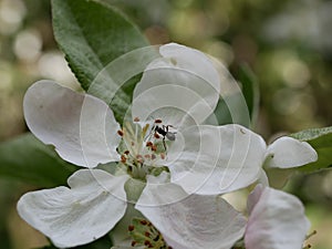 A black ant crawls among the stamens of a white-pink apple blossom on a sunny spring day. Flowering fruit trees in the orchard