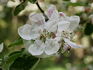A black ant crawls among the stamens of a white-pink apple blossom on a sunny spring day. Flowering fruit trees in the orchard