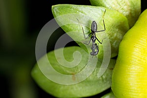 Black ant on dahlia bud