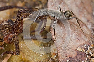 A black ant dragging a paralyzed spider photo