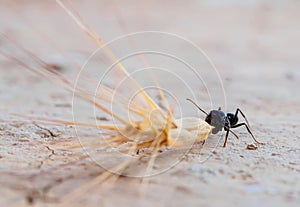 Ant dragging a spike photo