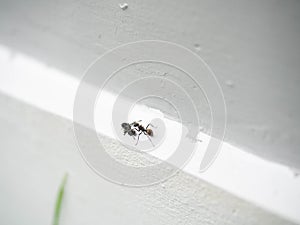 Black ant Fight ant,Battel on wall house,Animal nature,Landscape,White Background photo