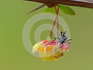 Black Ant On A Flower Bud