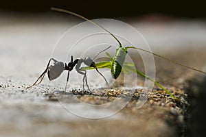 Black ant and green cricket