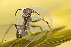 Black ant on green grass