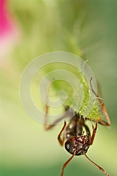 Black ant on green grass