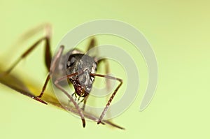 Black ant on green grass