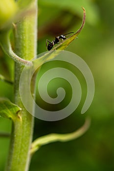 Black ant on green leaf..