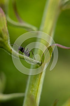 Black ant on green leaf..