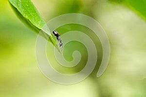 Black Ant On Green Leaf