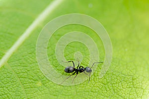 Black ant on a green leaf