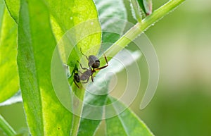 Black ant on a green leafe