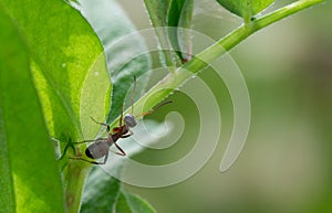 Black ant on a green leafe