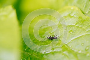 Black ant on green leaves