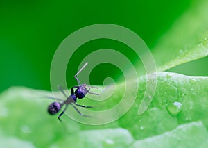 Black ant on green leaves