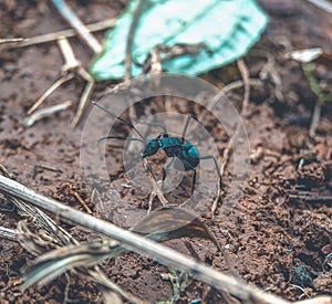 Black ant on the ground using its antena to scan food