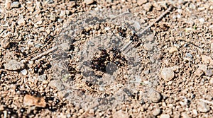 Black Ant Hive Hole