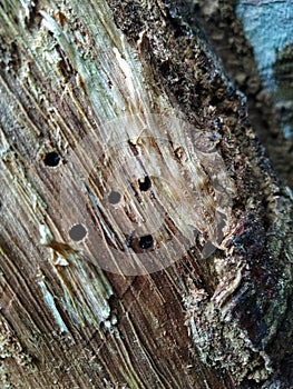 black ant hole in tree trunk