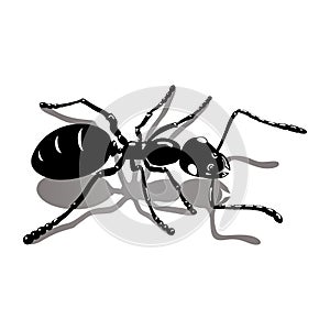 Black ant icon vector image