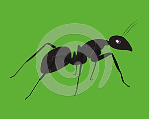 A Black Ant Ilustration